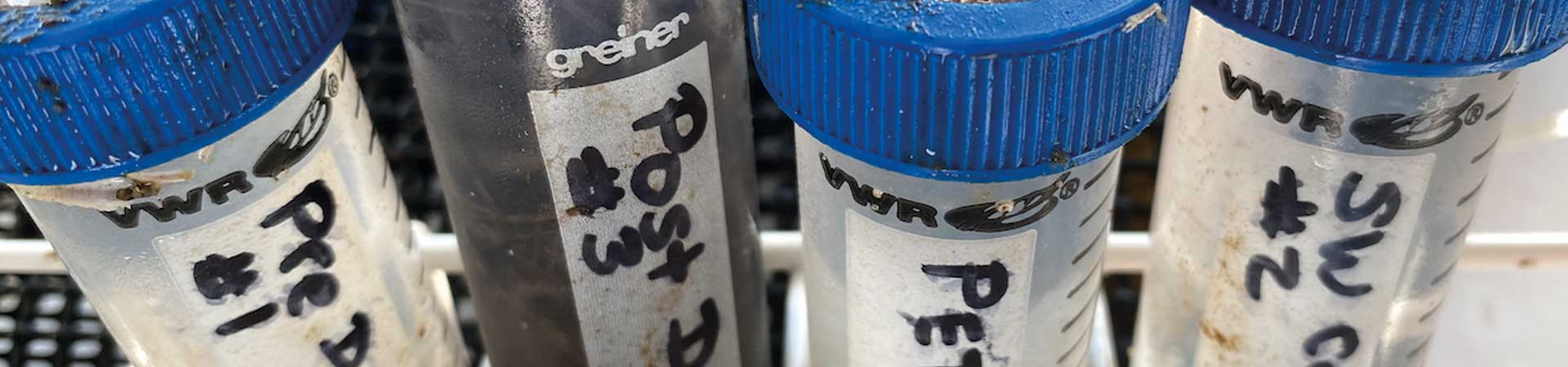 Four plastic tubes containing resin composites after 11 week deployment to catch resin-degrading bacteria