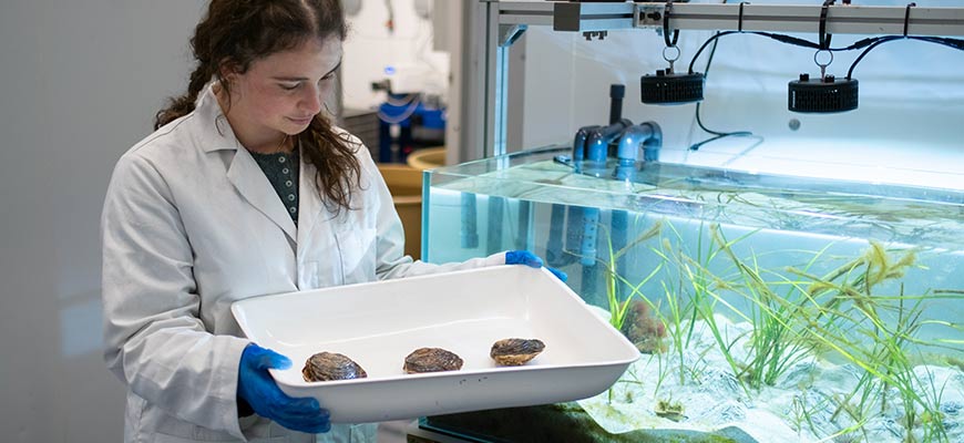 student examining oysters