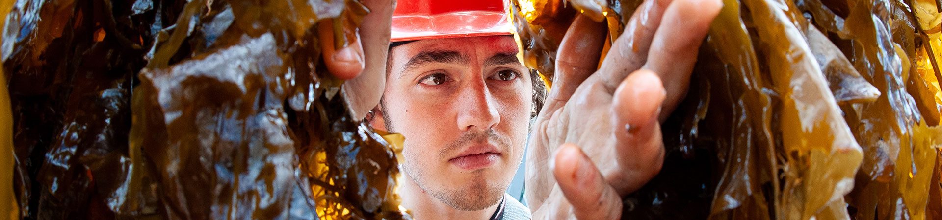 a marine scientist looking at seaweed