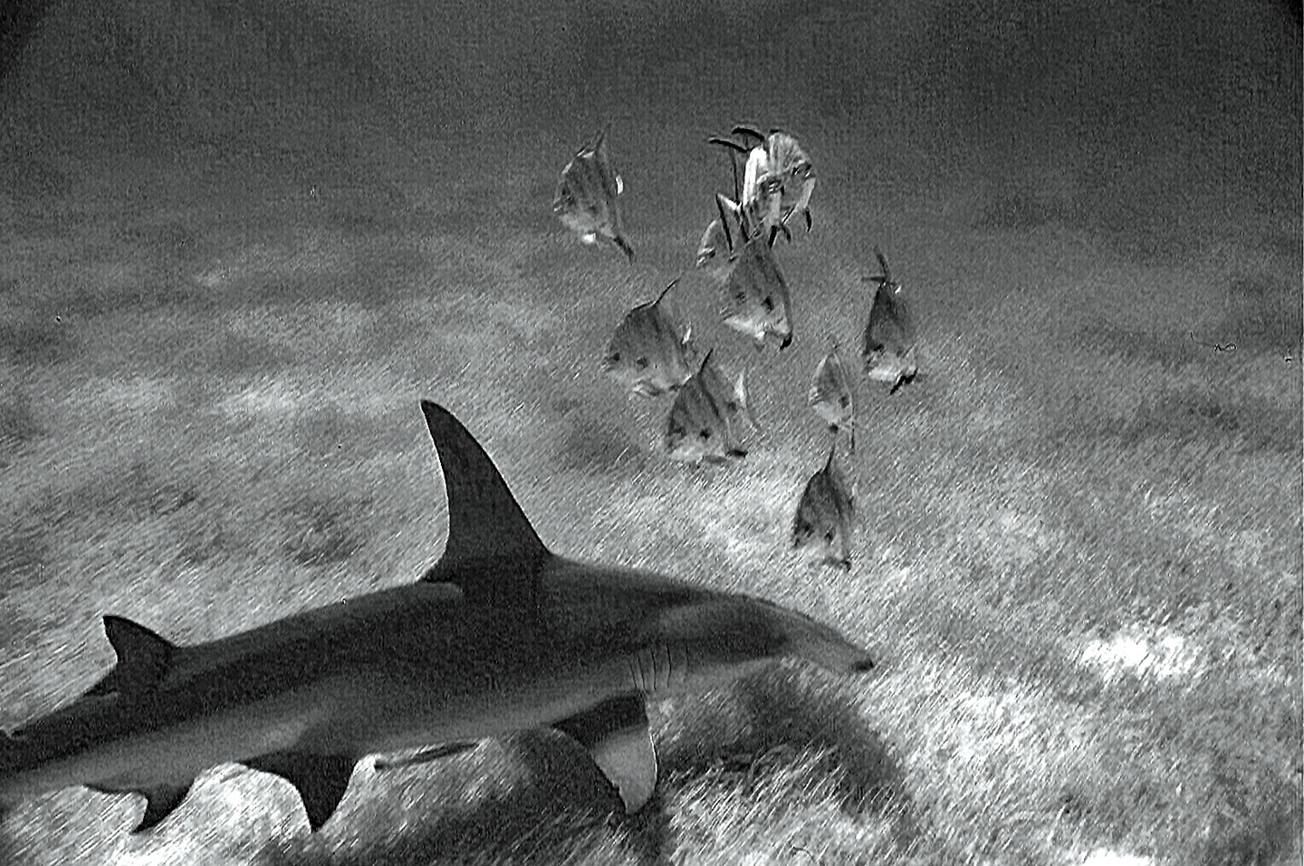 hammerhead shark