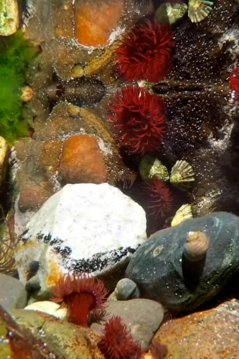 Callum rockpool