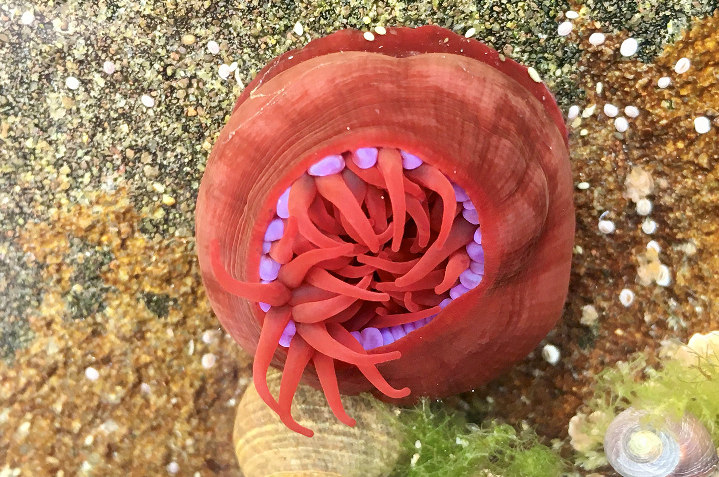 cathy-anemone