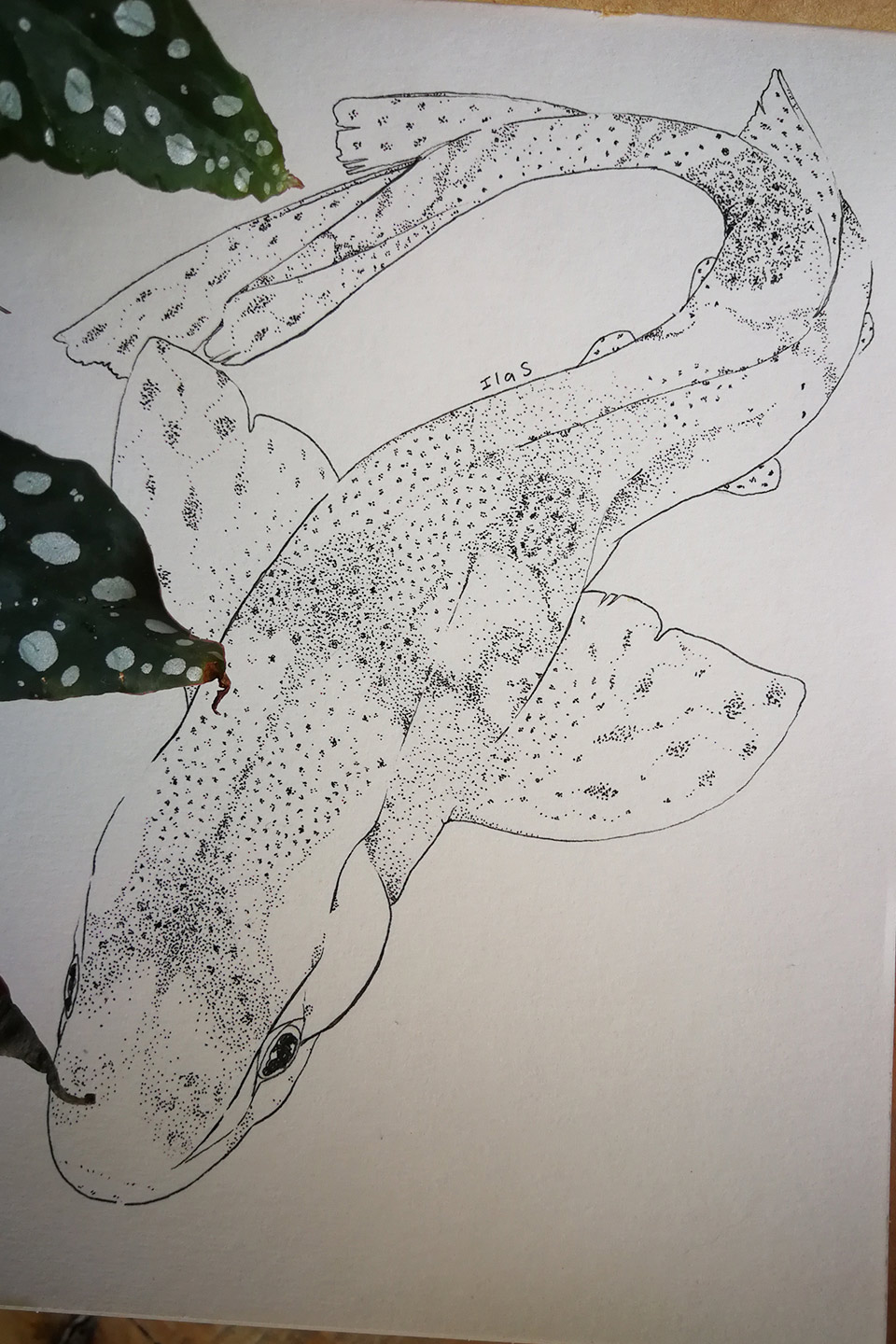 dogfish