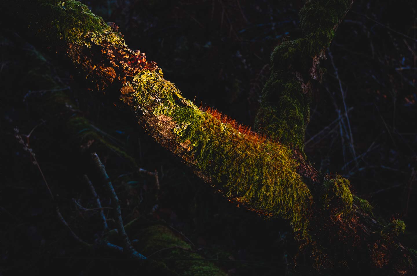 into the woods