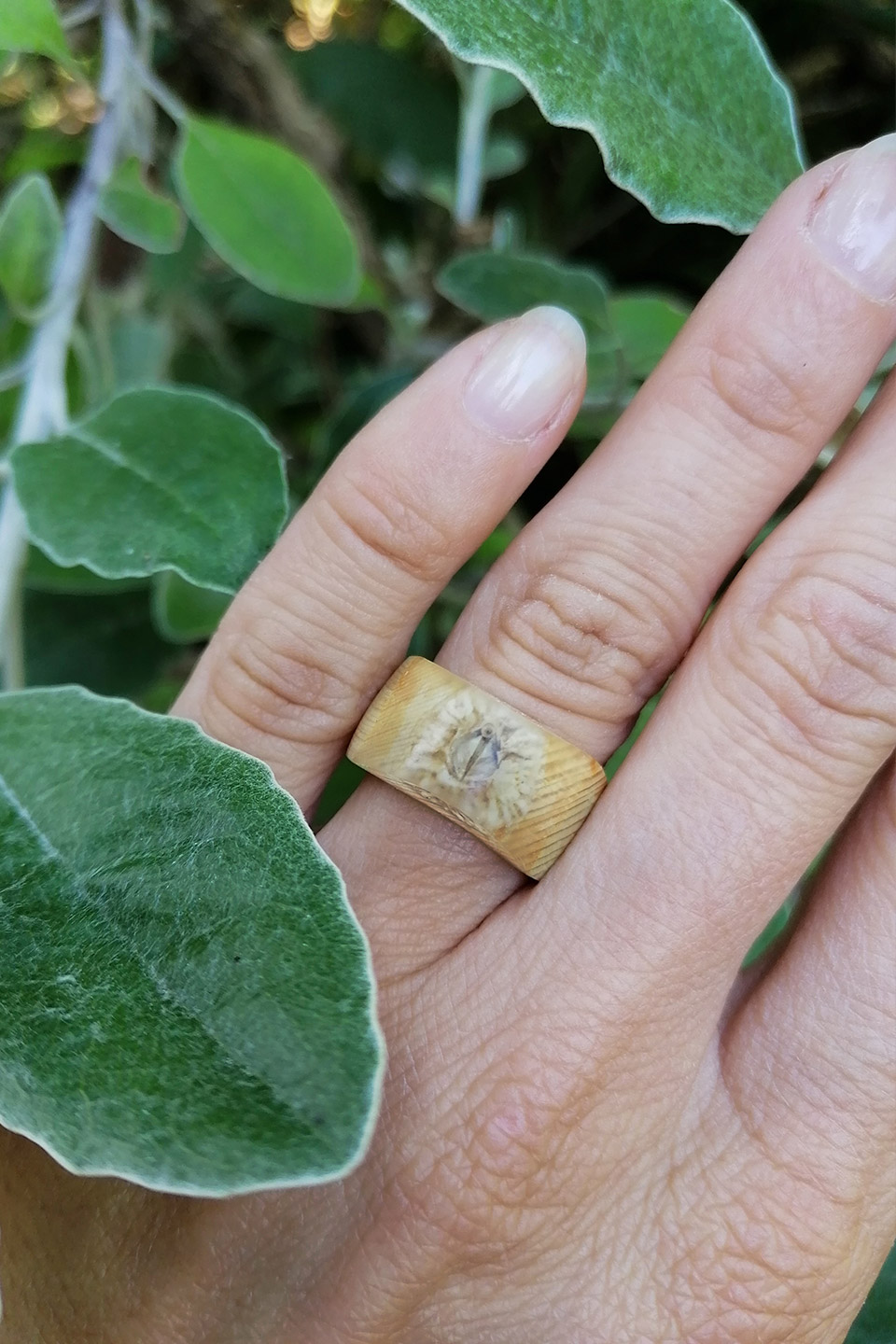 barnacle ring
