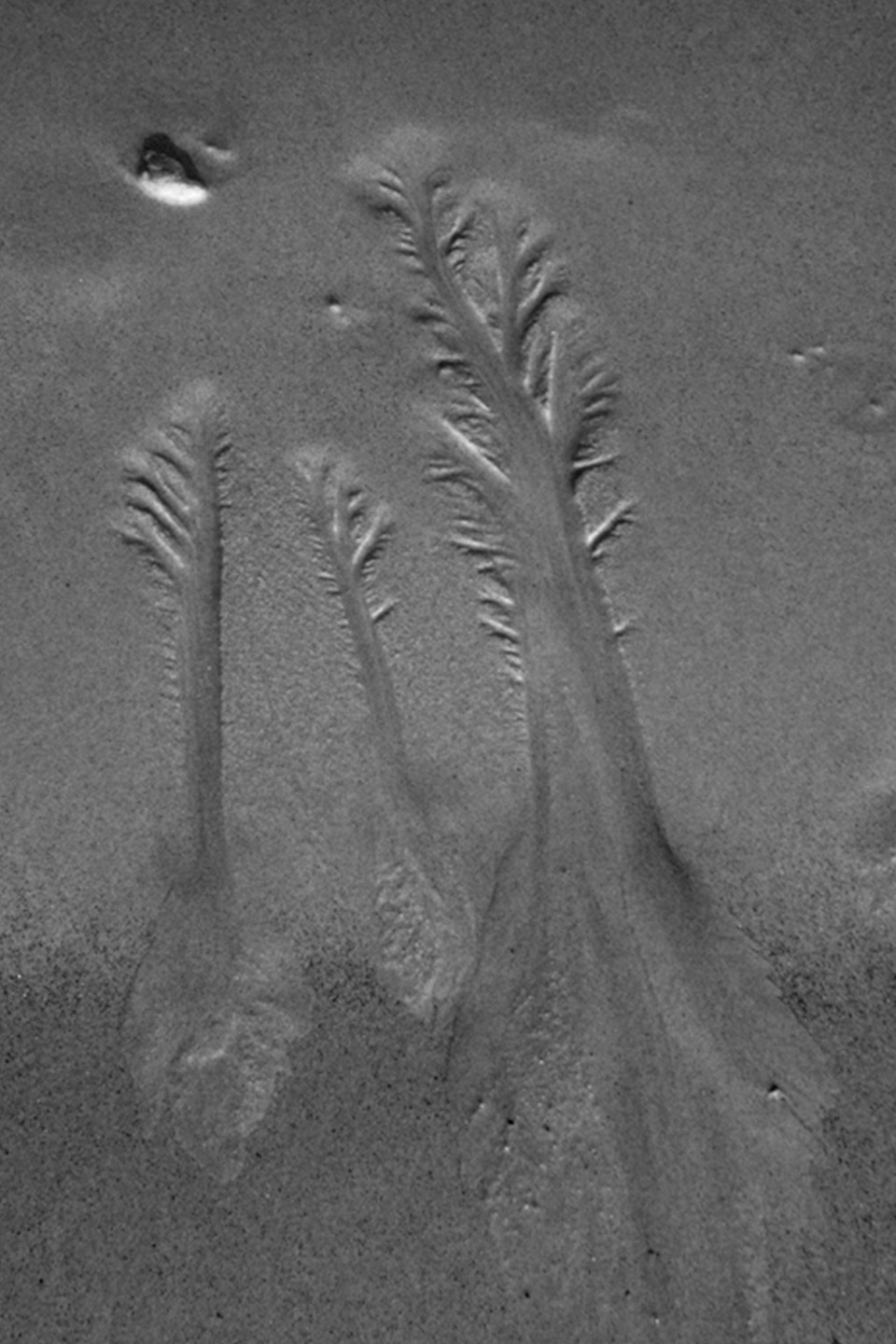 sand trees