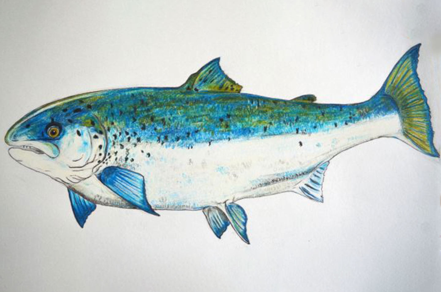 Salmon - texa