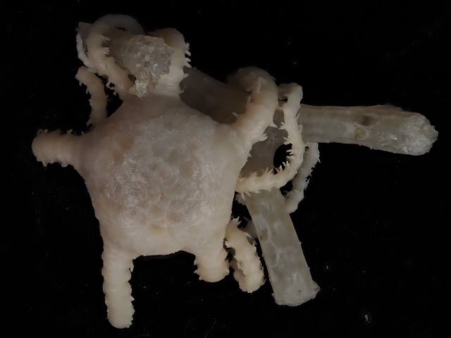 SO ophiuroid and bryozoan SO ophiuroid and bryozoan