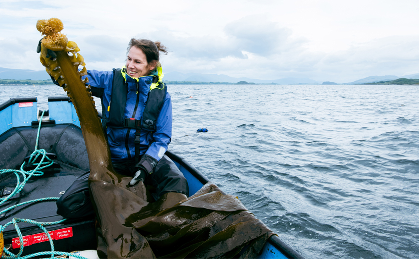 Report co-author Dr Kati Michalek examines some Saccorhiza polyschides growing at the SAMS seaweed farm 