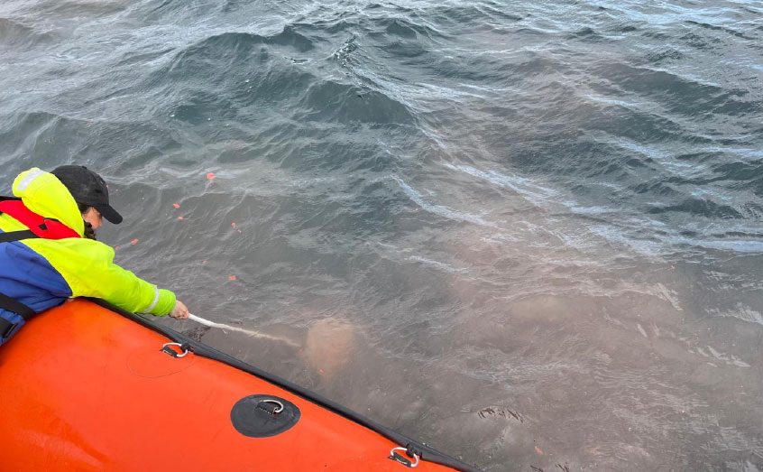 Shenley Lloyd scooping up whale poop in The Minch. 
Image: Steve Truluck 