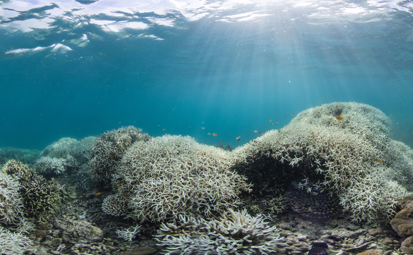 Marine heatwaves have devastating consequences for coral reefs. Photo: The Ocean Agency / Ocean Image Bank