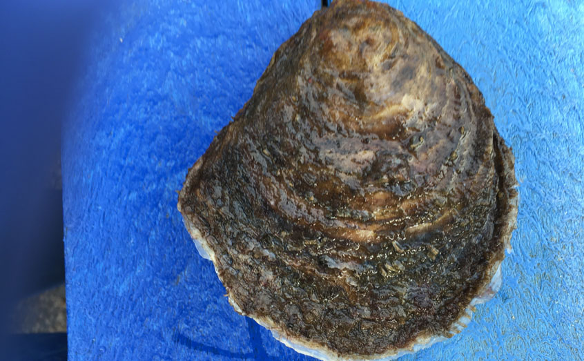 Investors could play a part in restoring species such as native oysters