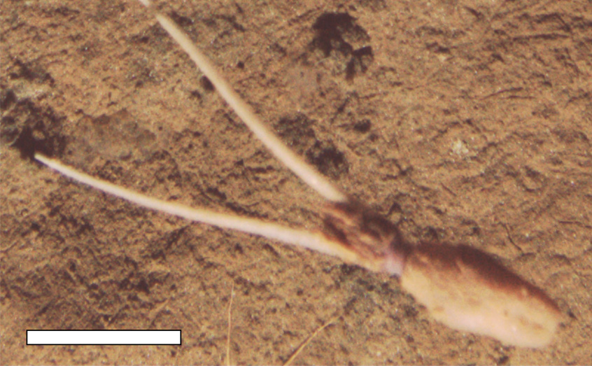 Caught on camera by a remotely operated vehicle (ROV) 4,000 metres below the surface of the Pacific Ocean, the 'muddy squid' was displaying unusual behaviour.