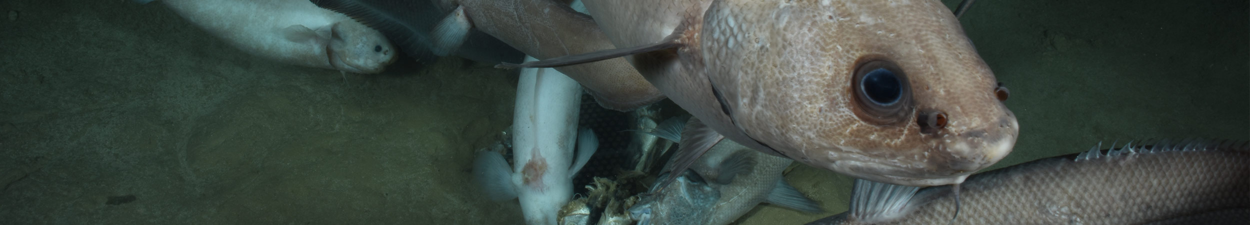 marine mammals team posing on the SAMS beach